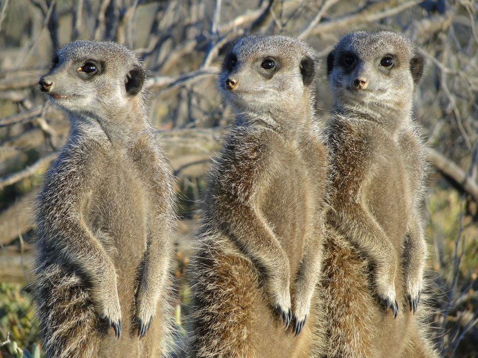 Stokstaartjes op de uitkijk
